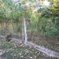 300 متر زمین مسکونی اتوبان سنگر سیاهکل پاشاکی|فروش زمین و ملک کلنگی|لاهیجان, لفمجان|دیوار