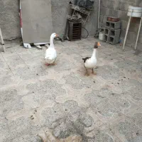 غاز|حیوانات مزرعه|جم, |دیوار