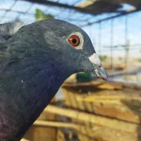 کبوتر پلاکی