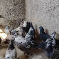کبوتر خوش نقش ۲۰تا یجا|پرنده|بومهن, |دیوار