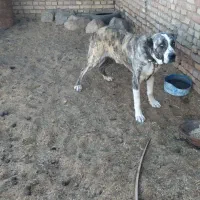 سگ والاغ|سگ|روداب, |دیوار