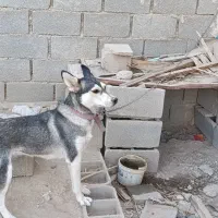 سگ هاسکی|سگ|شیبکوه (فارس), |دیوار