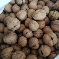 گردو