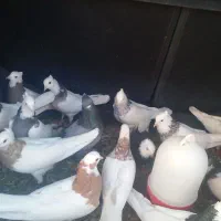طوقی عروسک|پرنده|بم, |دیوار
