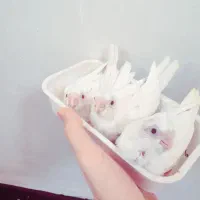 جوجه عروس هلندی البینو