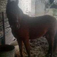 اسب|اسب و تجهیزات اسبسواری|گرگان, |دیوار