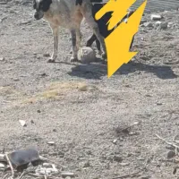 این سگ دزدیده شد