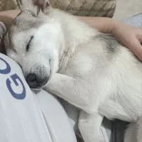 واگذاری سگ ۶ماهه