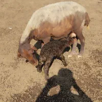 فروش فوری گوسفندبابره سه شکم به شرط سالمی|حیوانات مزرعه|آق قلا, |دیوار