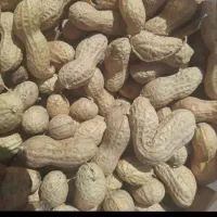 فروش بادام زمینی