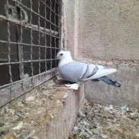 کفتر بلژیکی