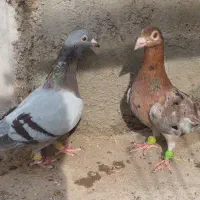 ی جف سرخ هفرنگ خطی نر ماده