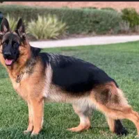 سگ ژرمن شپرد شولاین