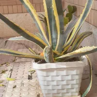 گل آگاو ابلغ