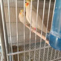 جفت عروس هلندی جوان|پرنده|سیرجان, |دیوار