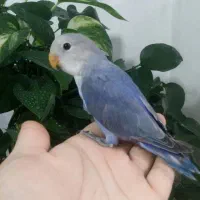 طوطی برزیلی (کوتوله) تازه دانخور آبی اوپال