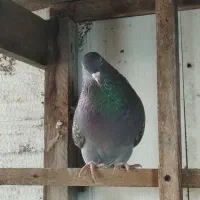 کبوتر|پرنده|رشت, کوی طالقانی|دیوار