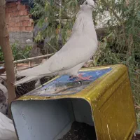 یک عدد سفید کلایی ماده