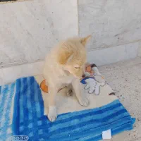 فروش سگ پامر|سگ|شیراز, گویم|دیوار