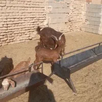 ۴ راس بز جملی|حیوانات مزرعه|گناباد, |دیوار