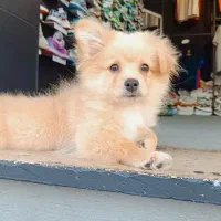 سگ نژاد پامر اشپیتز  نر ۴ماهشه  برا قیمت پیام بدید|سگ|کرج, کیانمهر|دیوار