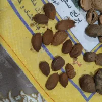 بادام شیرین|عمده‌فروشی|پیرانشهر, |دیوار