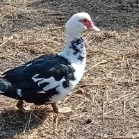 اردک اسراعیلی ماده