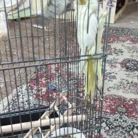 دو عدد عروس هلندی|پرنده|محمدشهر, شهرک چمران|دیوار