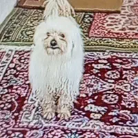 پاپی پشمالو