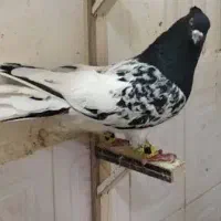 کفتر