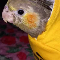 جوجه عروس هلندی