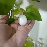 تخم کبوتر داغ داغ