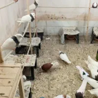 سلام دوستان گلم اگر عشق بازی طوقی دارم همه مهر