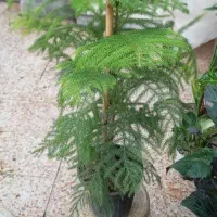 گل‌های آپارتمانی