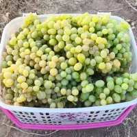 انگور فروشی