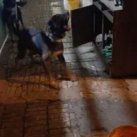 سگ کار دست