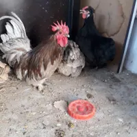 مرغ خروس کوشین بلو جفت مرغ سیاه|حیوانات مزرعه|مشهد, شهرک شیرین|دیوار