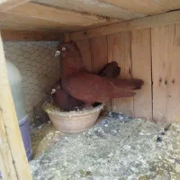 کبوتر راعبی