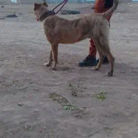 واگذاریسگ|سگ|تربت جام, جلگه موسی آباد|دیوار