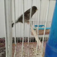 قناری|پرنده|شاهرود, |دیوار