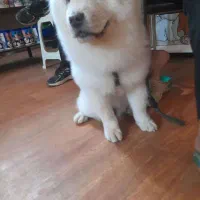 سگ چاو چاو|سگ|یزد, |دیوار