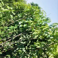 نهالستان گل محمدی