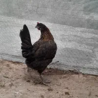 مرغ محلی اصل۵۵۰|حیوانات مزرعه|بندر دیر, |دیوار