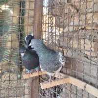 کله سیاه جفتکا|پرنده|مه ولات, |دیوار