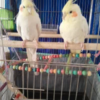 یک جفت عروس هلندی قیمت توافقی|پرنده|ساوه, |دیوار