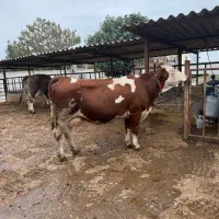 گاو قرمز تلقیح شده شیری|حیوانات مزرعه|بندر ترکمن, |دیوار