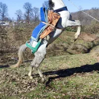 اسب|اسب و تجهیزات اسبسواری|گرگان, |دیوار