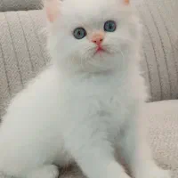 بریتیش‌ لانگ هیر گلد نر دوماهه