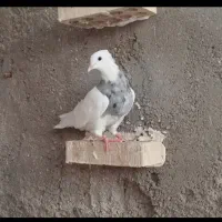کبوتر پرشتی و طوقی ۷۰عدد