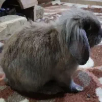 خرگوش لوپ نر و وماده|موش و خرگوش|بندر انزلی, بشمن|دیوار